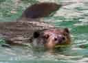 動物図鑑、ユーラシアカワウソ